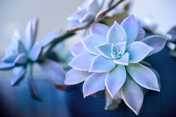 Echeveria ponto rosa