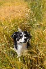 Naklejka na ściany i meble Border collie is sitting in the field. He is really good boy in sunset light
