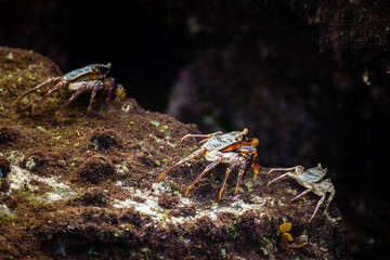 Sea crabs in nature of South Africa