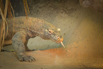 Monitor lizard on backyard of rustic village. South Asia fauna near human settlement. Dangerous wild animal. Endangered species of lizard.