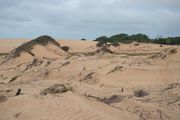 sand dunes and trees