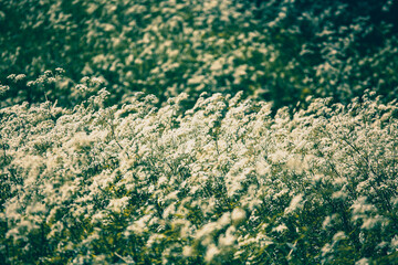 Yarrow field near Yasnaya Polyana (â€œClear Gladeâ€), Leo Tolstoy home estate in Tula region, Russia