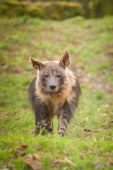 Hyaena brunnea is standing in zoo habitat. She is beautiful animal with long hair.