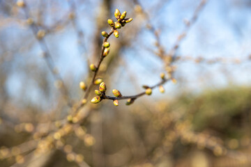 First delicate blossom grows on the branches of the cherry tree