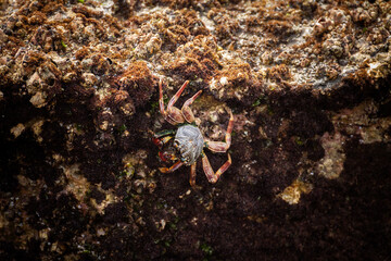 Sea crab in nature of South Africa
