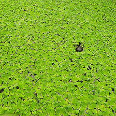 Turtle between water lily