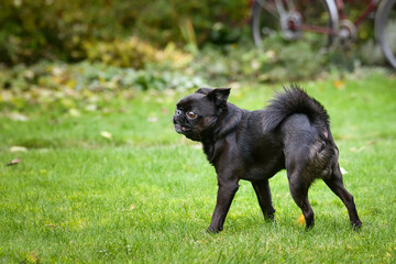 Fototapeta premium Crazy Black dog is running in nature with his toy. He is so cute dog.