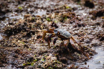 Sea crab in nature of South Africa