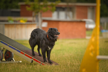 Dog is running in agility park on dog walk. She teachs new thing for competition.