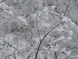 snow covered tree