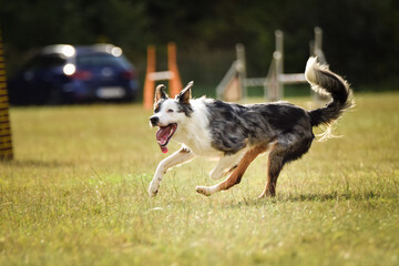 Dog, is running in agility.  Amazing evening, Hurdle having private agility training for a sports competition
