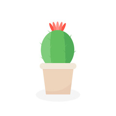 This is a cactus isolated on a white background.