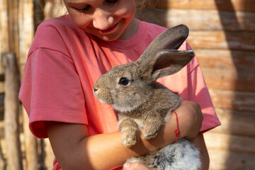 A child holding a cute gray rabbit looking at camera in a petting zoo or a farm. Feeding domestic...