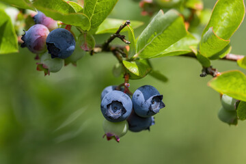 detail of fresh  blueberries on branch