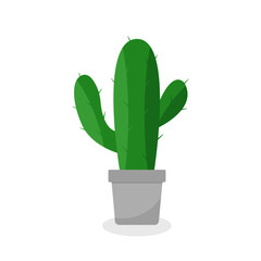 This is a cactus isolated on a white background.