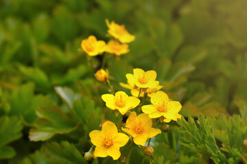 close-up on perennial flowering yellow flowers on the meadow.