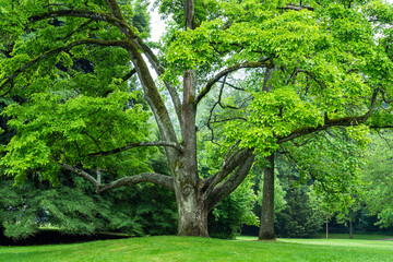 Magnolie im Schlosspark in Angelbachtal