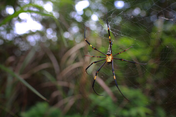 giant golden orb weaver on the net