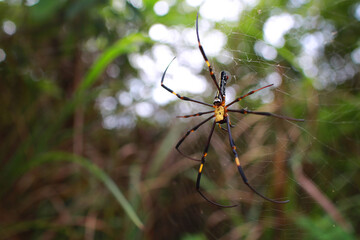 giant golden orb weaver on the net