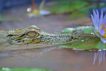 crocodile in the water