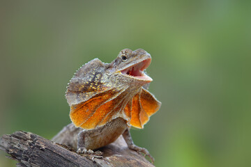 chlamydosaurus kingii on tree branch