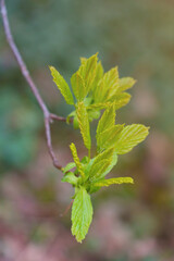 young green branch of a bush or tree.
