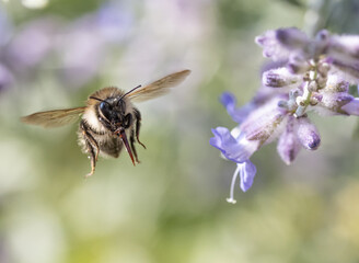 A bumble-bee fly around a lavandula flower on a garden.