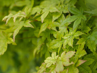 Close up of japanese maple leaves - acer palmatum. Foliage bio background.