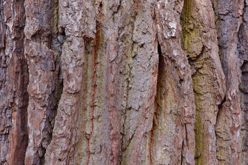 close up tree trunk, wood texture, background.