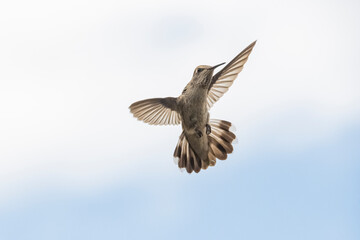 Black-Chinned Hummingbird (Archilochus alexandri)
