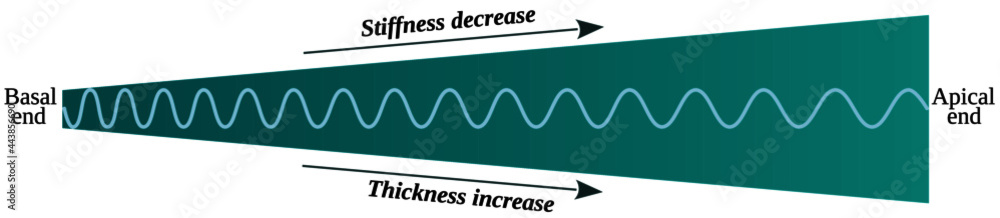 Poster schematic representation of the basilar membrane with the cochlea uncoiled that show the variation i