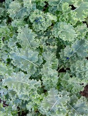 Kale in an organic garden fresh ready to be picked. Healthy green plant based diet.