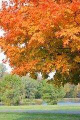 Bright orange maple tree celebrating autumn in the park