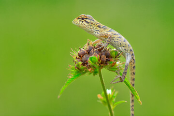 Lizar on flower 