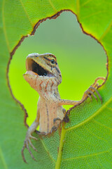lizard on a leaf