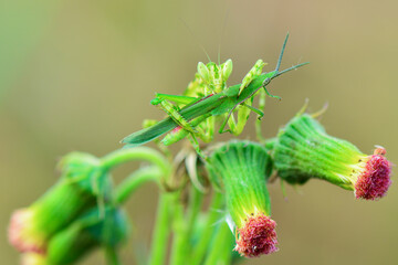 Mantis  on a leaf