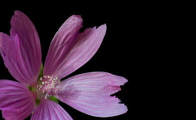 violet flower isolated on a black background