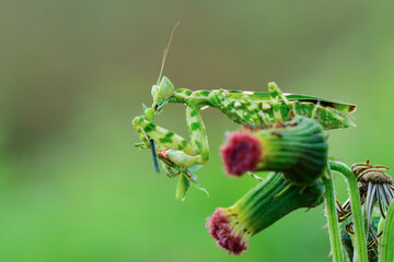 grasshopper on a leaf