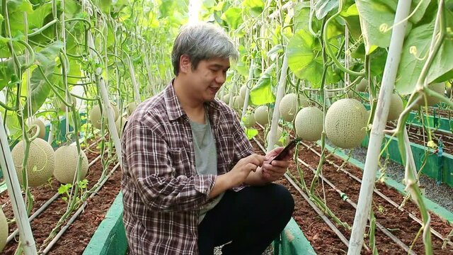 Asian male farmers grow melons in greenhouses. get quality produce Hold a smartphone to take photos to send to customers. concept of using modern farming technology