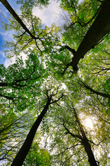 Looking up tall trees into the canopy and sky