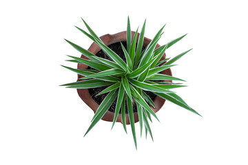 Top view of young Spider Plant or Chlorophytum bichetii (Karrer) Backer plant is growing in brown...