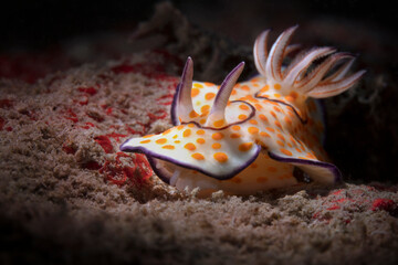 Nudibranch Goniobranchus annulatus. Underwater world of coral reef near Makadi Bay, Hurghada, Egypt