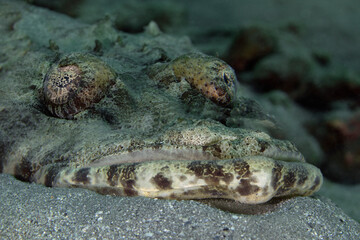 Portrait of  Crocodilefish (Cymbacephalus beauforti). Underwater world of coral reef near Makadi...