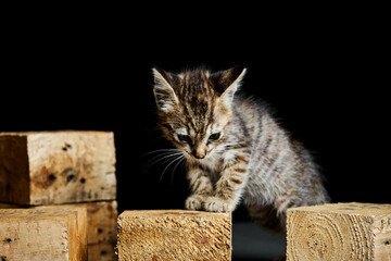 baby kitten playing with wooden cubes on a dark background