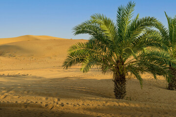 Dattelpalen in einer W&uuml;stenlandschaft