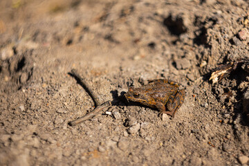 Little brown frog on the sand on the ground