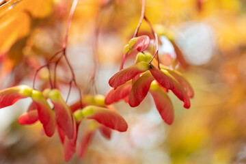 A close-up of maple seeds on the tree with selective focus