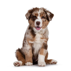 Cute red merle white with tan Australian Shepherd aka Aussie dog pup, sitting on ass facing front. Looking towards camera, tongue out. Isolated on a white background.