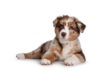 Cute red merle white with tan Australian Shepherd aka Aussie dog pup, laying down side ways. Looking towards camera, mouth closed. Isolated on a white background.