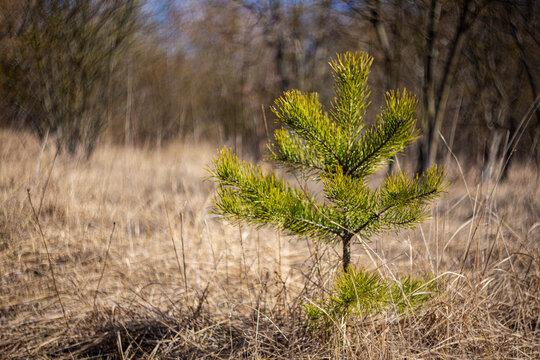 Small pine tree growing in the middle of dry grass 